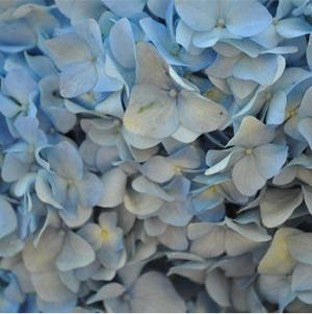 Stems In Bulk: Blue Hydrangea Jumbo Flower
