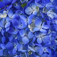 Stems In Bulk: Hydrangea Dark Blue Flower