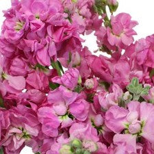 Stems In Bulk: Stock Pacific Pink Flower